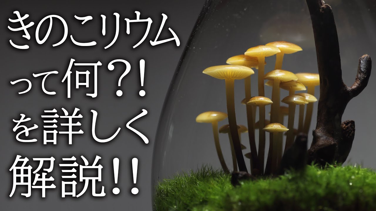 きのこのテラリウム『きのこリウム』とは