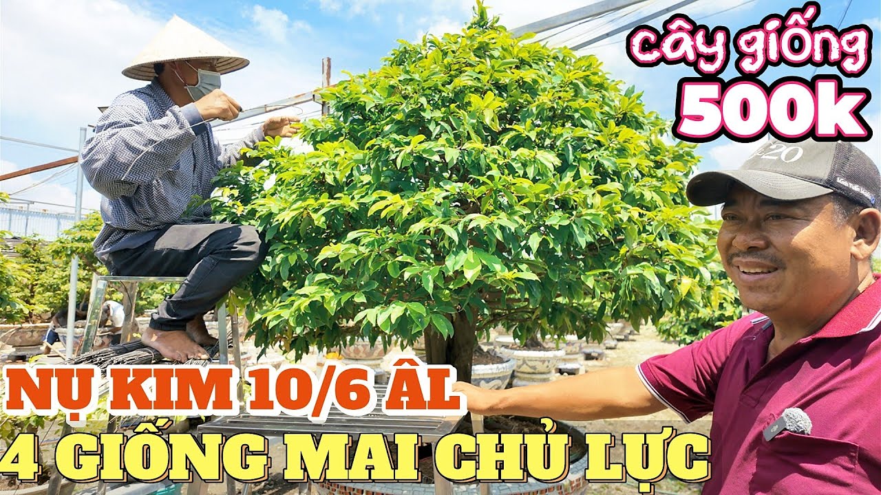 Tình hình tạo nụ kim 10/6 ÂL 4 GIỐNG MAI CHỦ LỰC vườn mai Phương Bình và giao lưu mai giống từ 500k