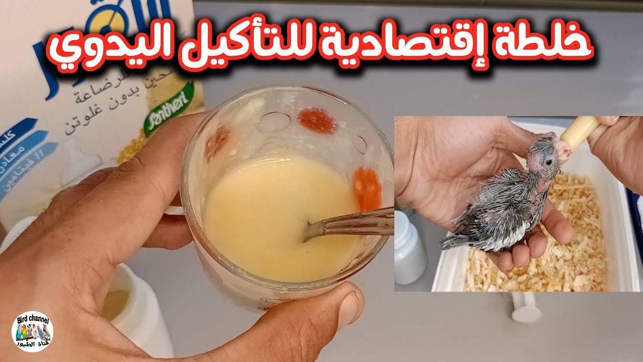 تحضير خلطة لإطعام فراخ الكناري وجميع أنواع  الطيور خاصة لأصحاب التأكيل اليدوي