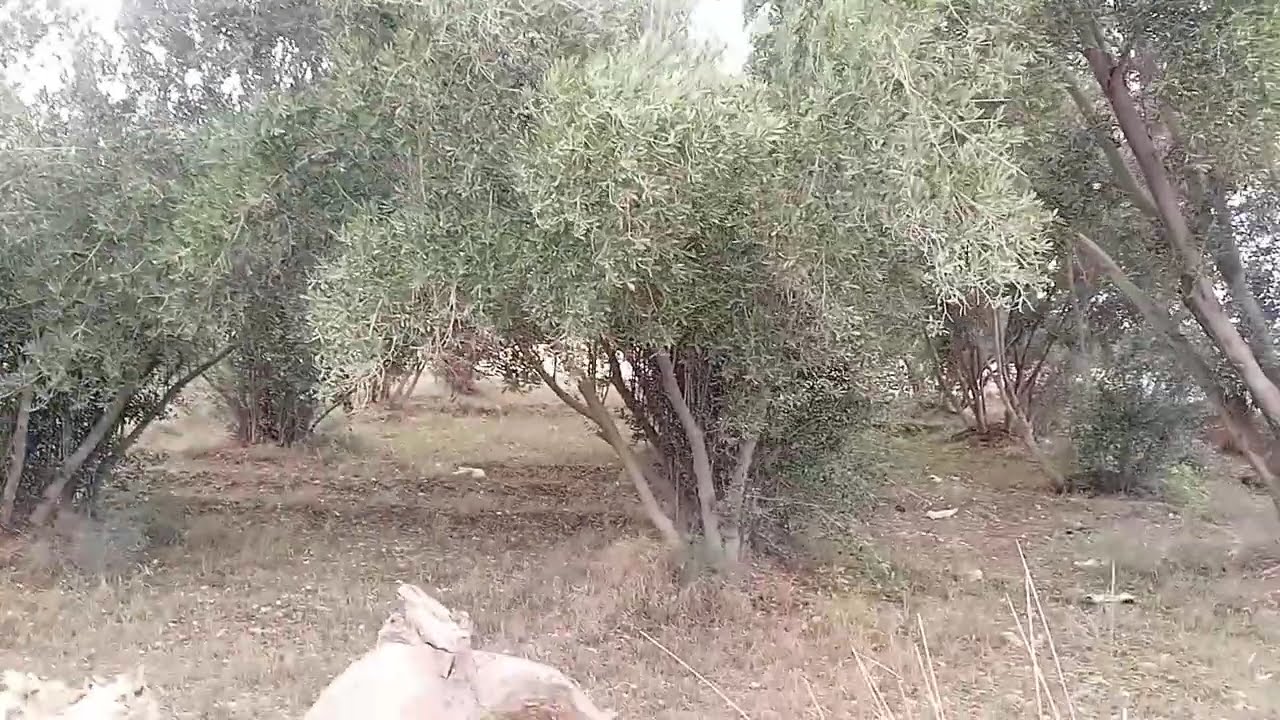 خريجة للطبيعية 🤲بعد امطار الخيرات