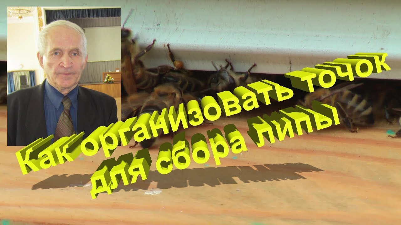 Профессор Кашковский про пасеку для сбора липы