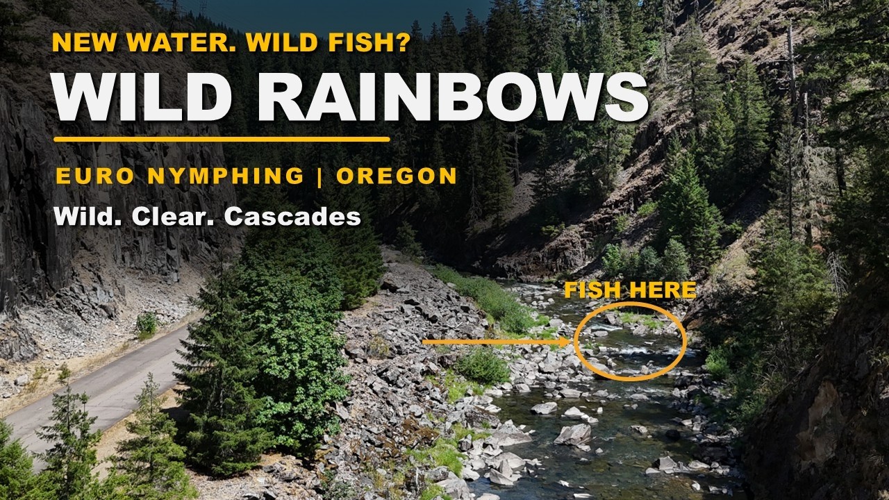Catching Wild Rainbows || Euro Nymphing in the Western Cascades of Oregon