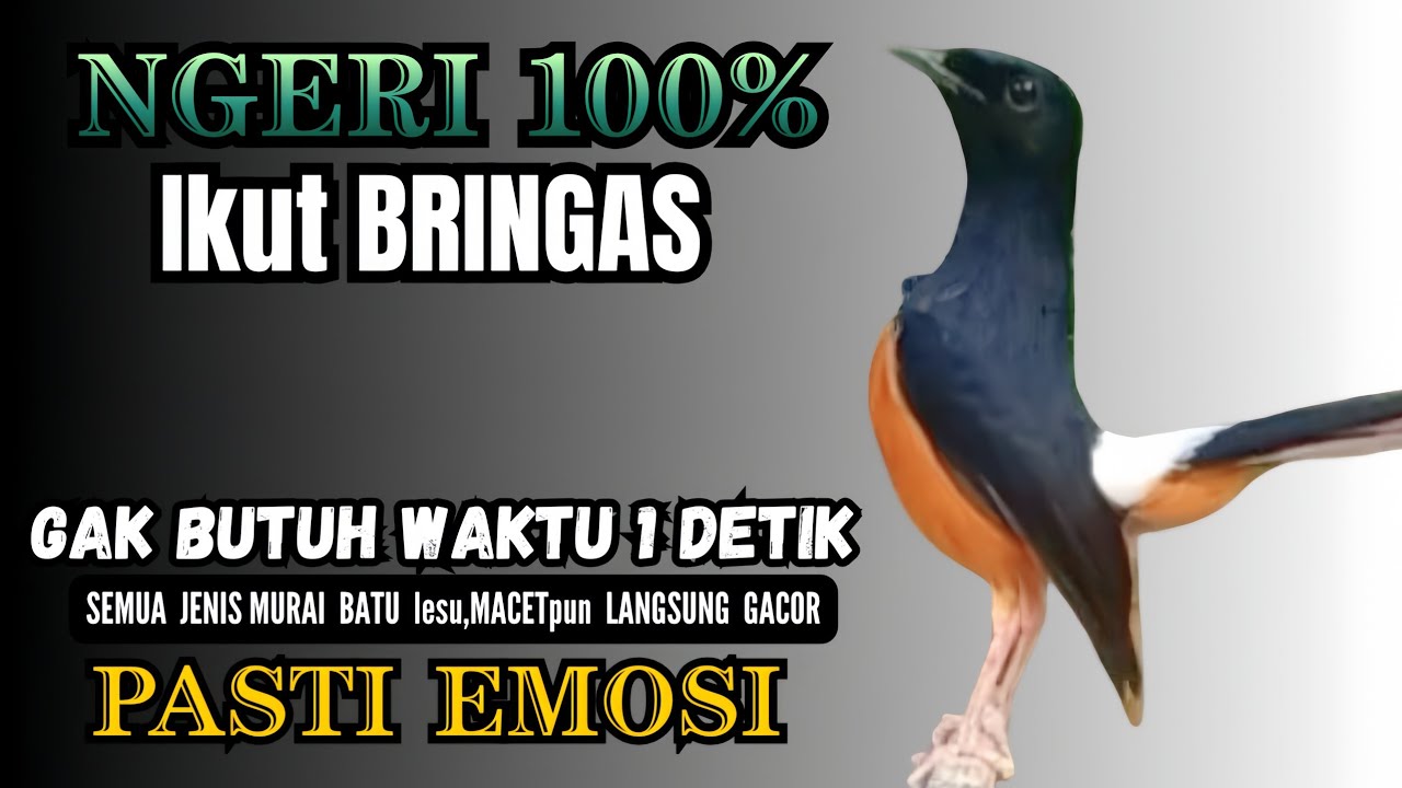 PANCINGAN murai Batu FIGHTER NEMBAK ISIAN GANAS !! Jadikan semua murai mental drop LANGSUNG EMOSI