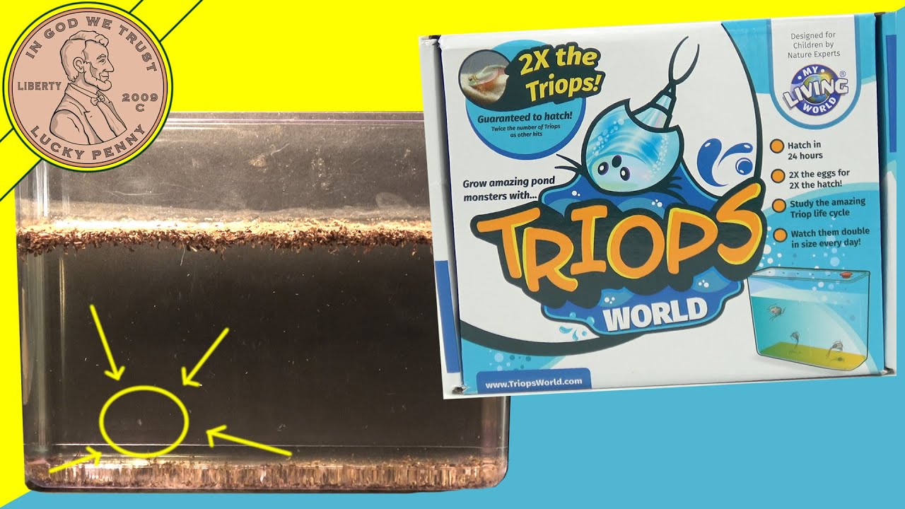 Triops World - Grow Amazing Pond Monsters Video 1