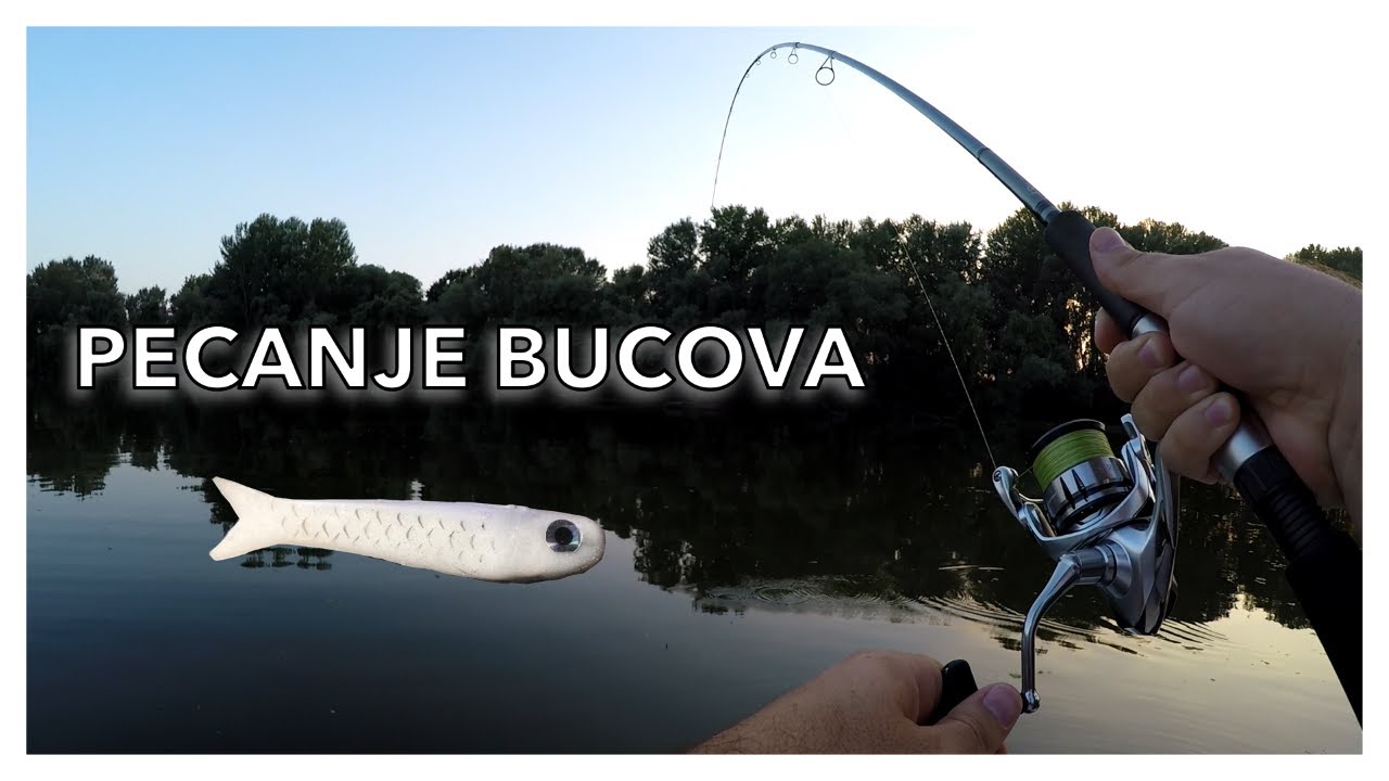 Pecanje Bucova Glavinjarom Lastin Rep