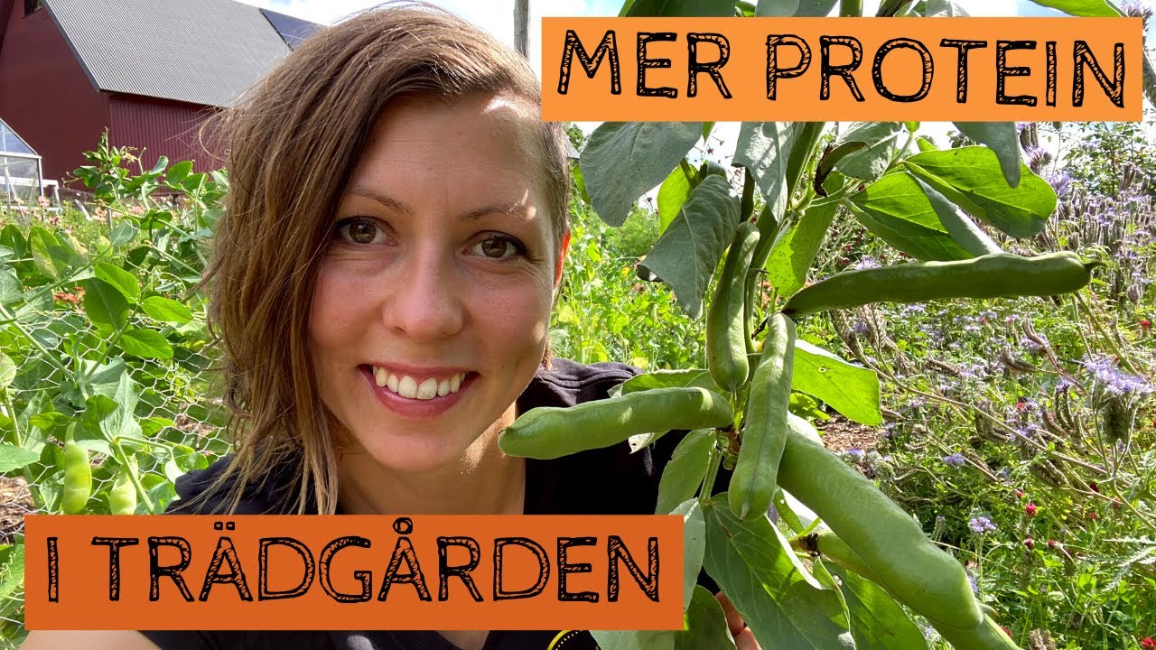 Odla mer protein i trädgården - Satsa på BONDBÖNOR