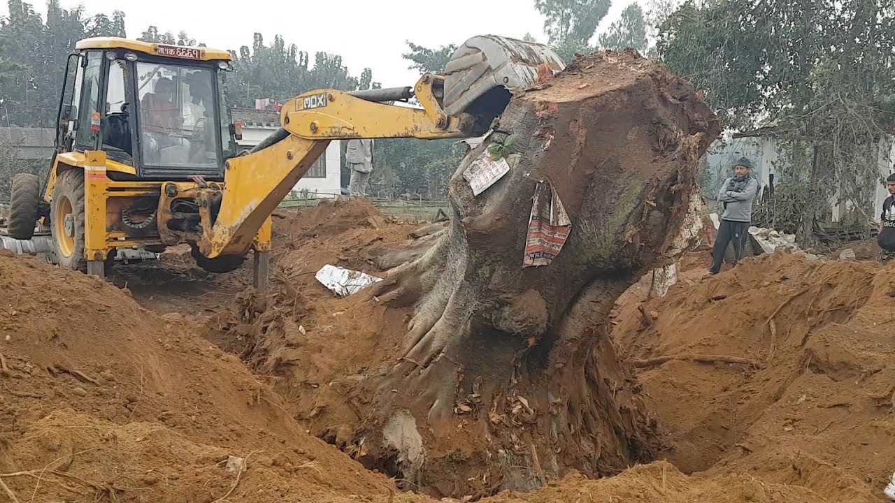JCB VS A Big Tree Root - JCB Pushing A Big Tree Root - JCB Video
