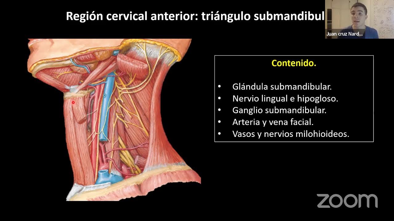 PARALELO DE ESPLACNOLOGÍA - CARA Y CUELLO II