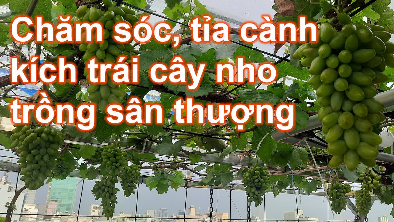 Phần 2: Chia sẽ cách chăm sóc cây Nho trồng sân thượng ra trái | Bà Lan - Nông dân sân thượng #36