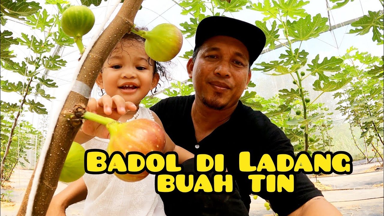Badol Pergi Ladang Buah Tin di Banting Benefigs #gengdunia #food #fyp