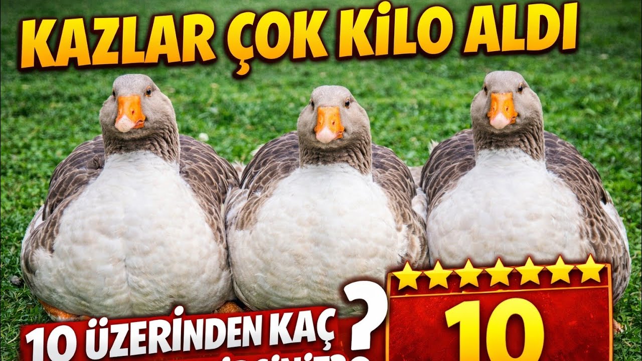 KAZLAR CİRLOB GİBİ OLDU!KAZLAR ON ÜZERİNDEN KAÇ PUAN ALACAK?ÇİFTLİKTE YENİ MİSAFİR ve HİKAYESİ?#kaz