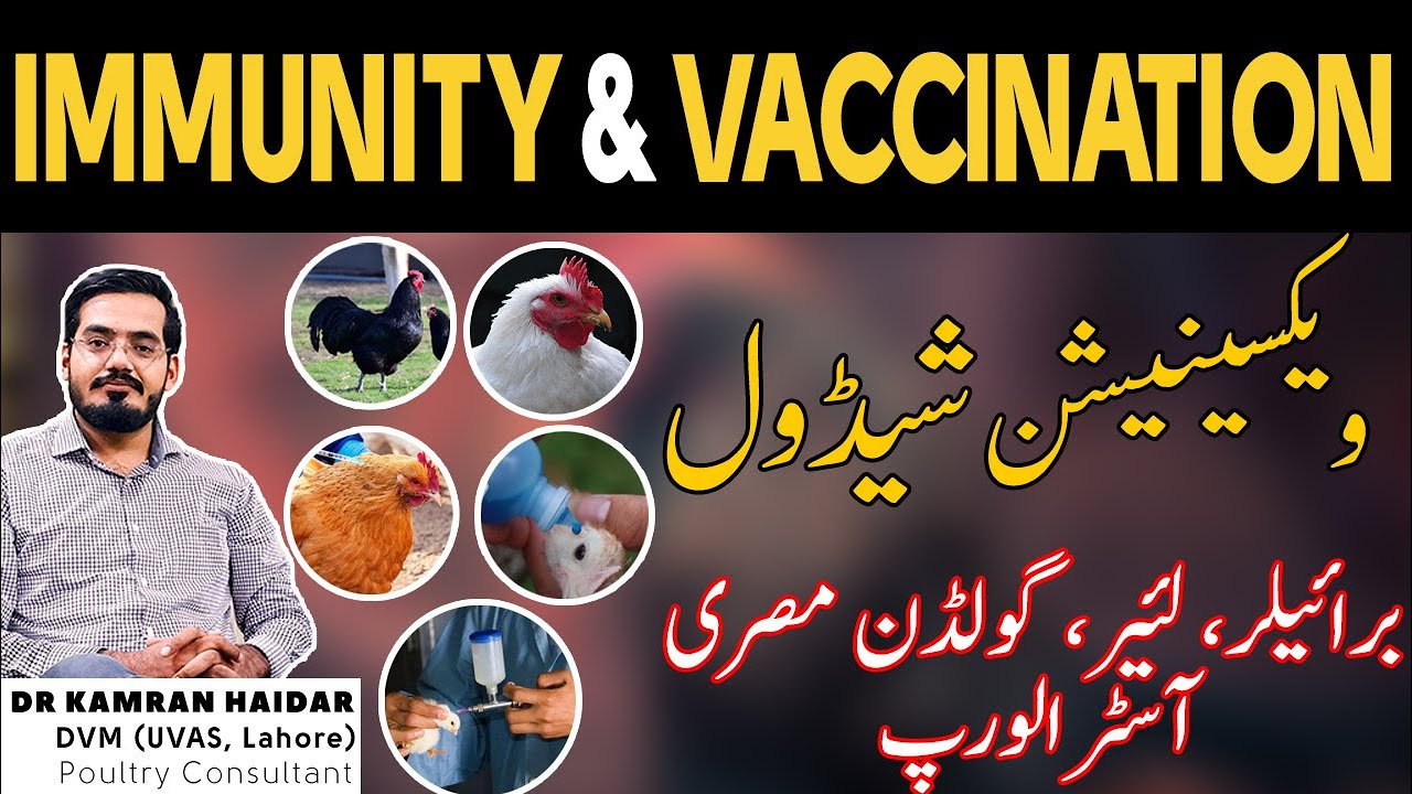 Chicken Vaccination Schedule | Live & Killed Vaccines  | 8 Points for Better Vaccination in Poultry