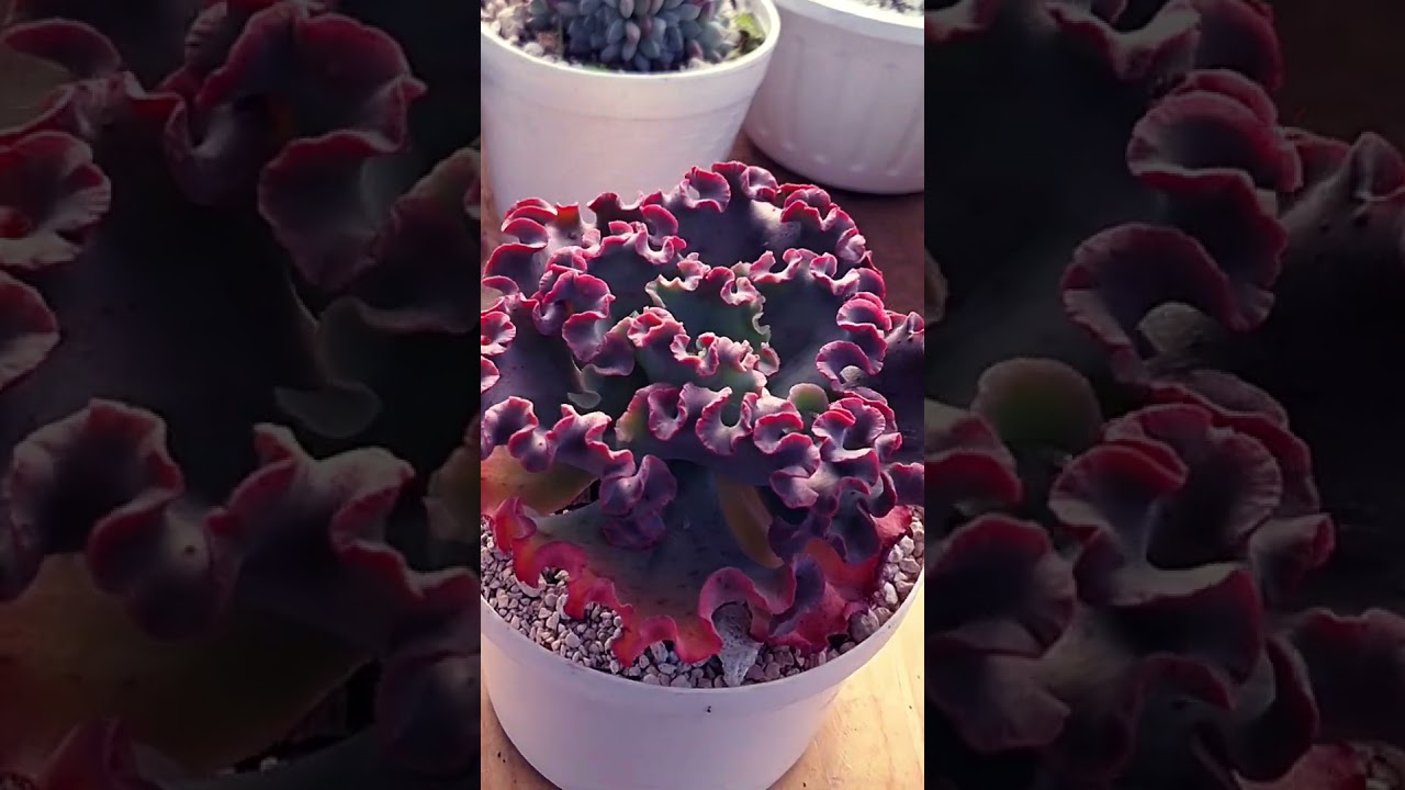 echeveria ruffles #plantas #garden #jardin #flores #mexico #flowers #cactus #echeverias #suculentas