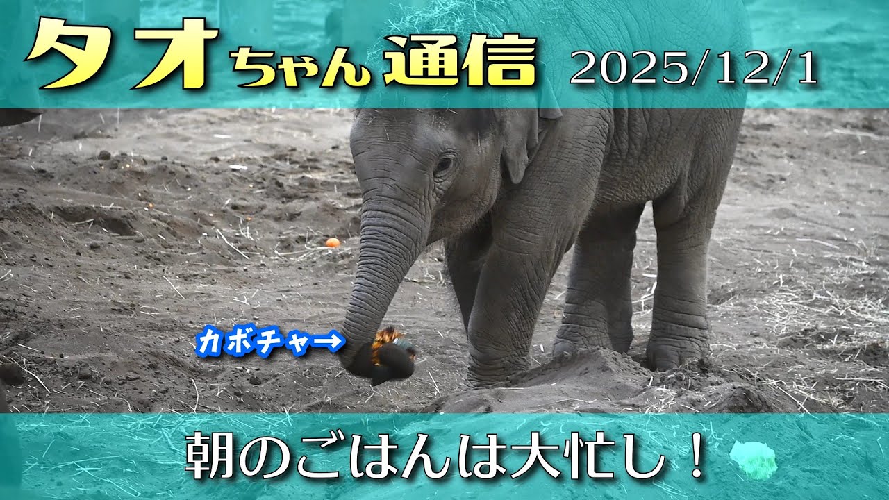 タオちゃん通信 2025/12/1(1) 朝のごはんは大忙し！ #円山動物園 #アジアゾウ