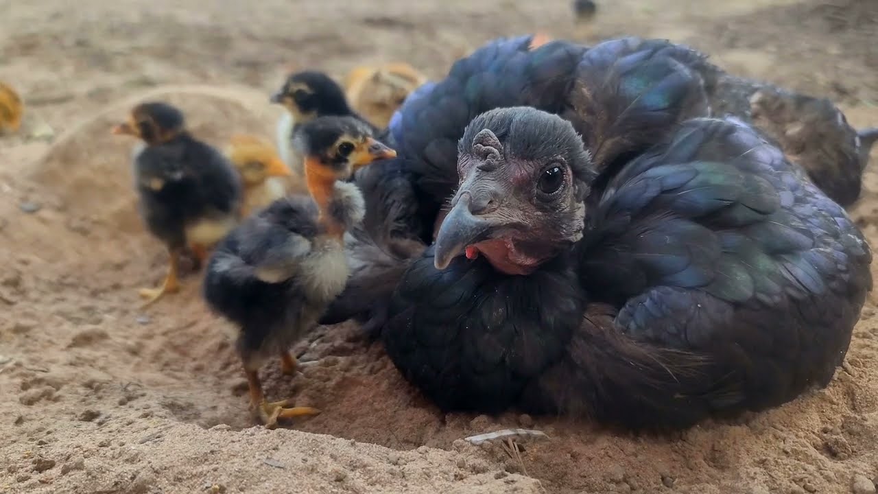 Mama Hen Teaching Her Baby Chicks to Find Food | Peaceful Farm Life