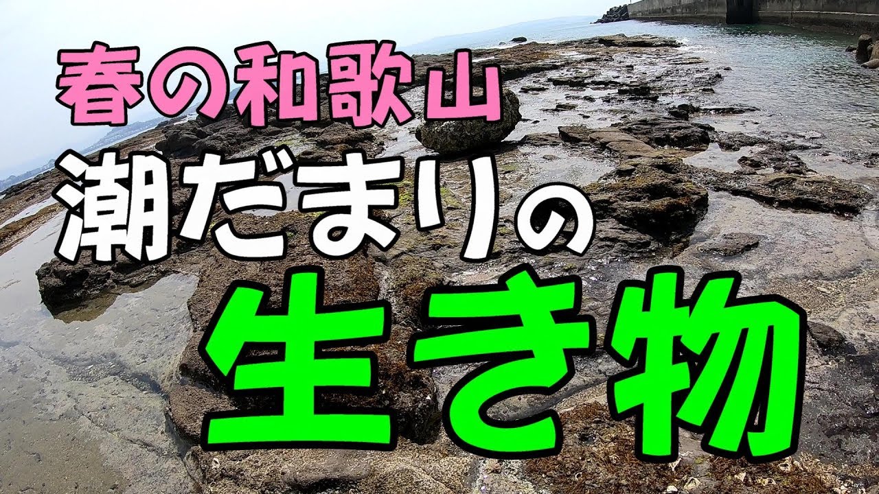 春の潮だまり　海の生き物観察　手軽にできる磯あそび　和歌山県みなべ町・白浜町