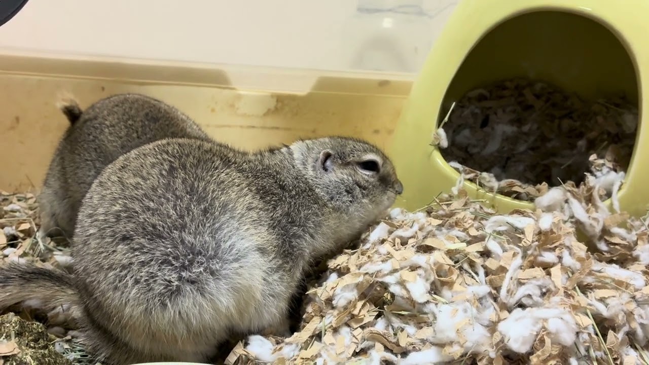 喉に詰まった？ジリス【リチャードソンジリス】 #リチャードソンジリス #プレーリードッグ #squirrel #かわいい #pets 