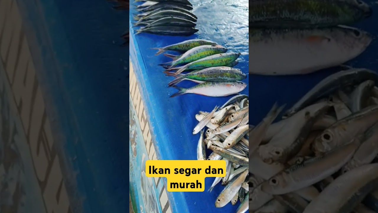 IKAS SEGAR DAN MURAH HARGANYA 