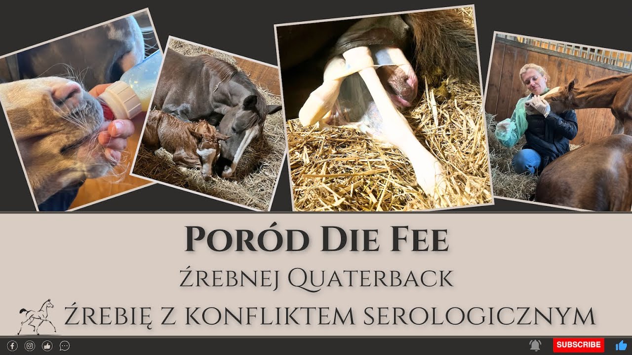 Poród klaczy Die Fee i narodziny Quintillion - źrebię z konfliktem serologicznym