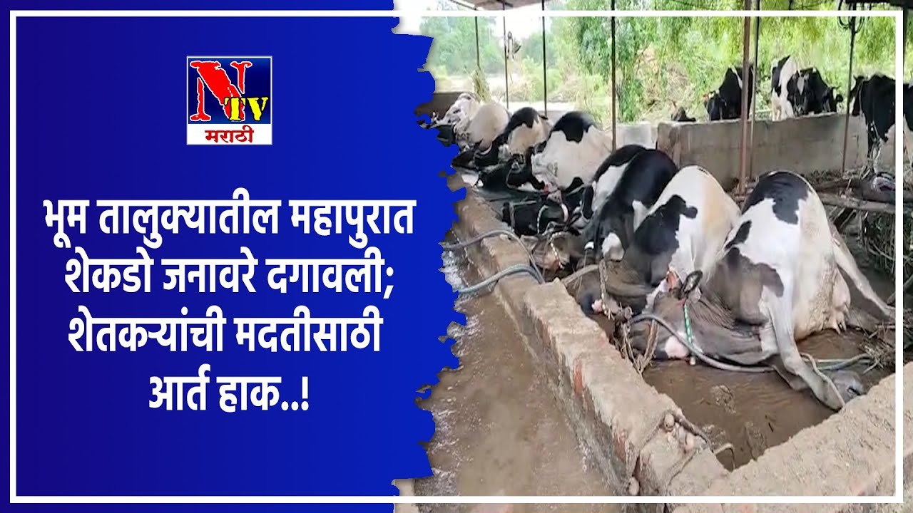 DHARASHIV | भूम तालुक्यात महापुराचा हाहाकार; शेकडो जनावरे दगावली, शेतकरी हवालदिल..!