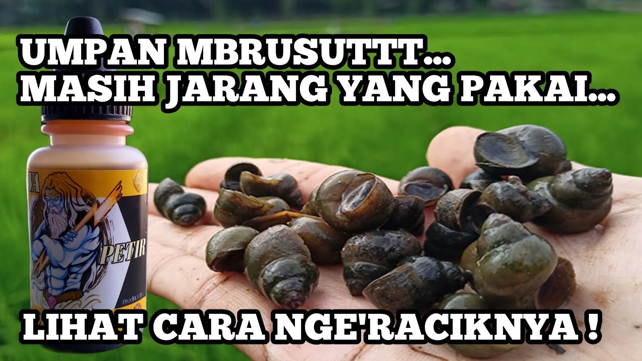 KEONG SAWAH BISA JADI UMPAN MBRUSUTTT || BEGINI CARA NGE'RACIKANYA !