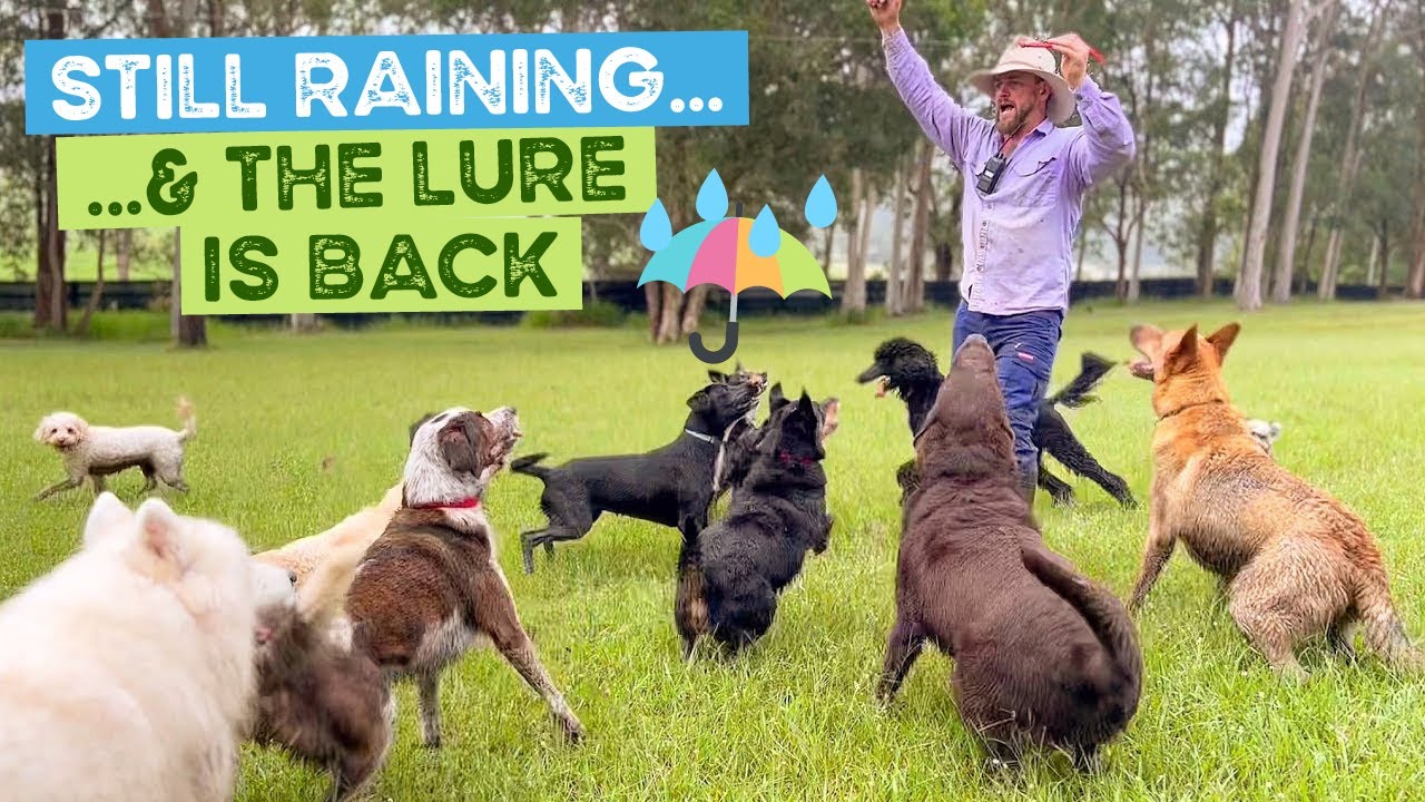 It’s still raining, the Lure is back and Koda & Bella looking after their little brother Buddy