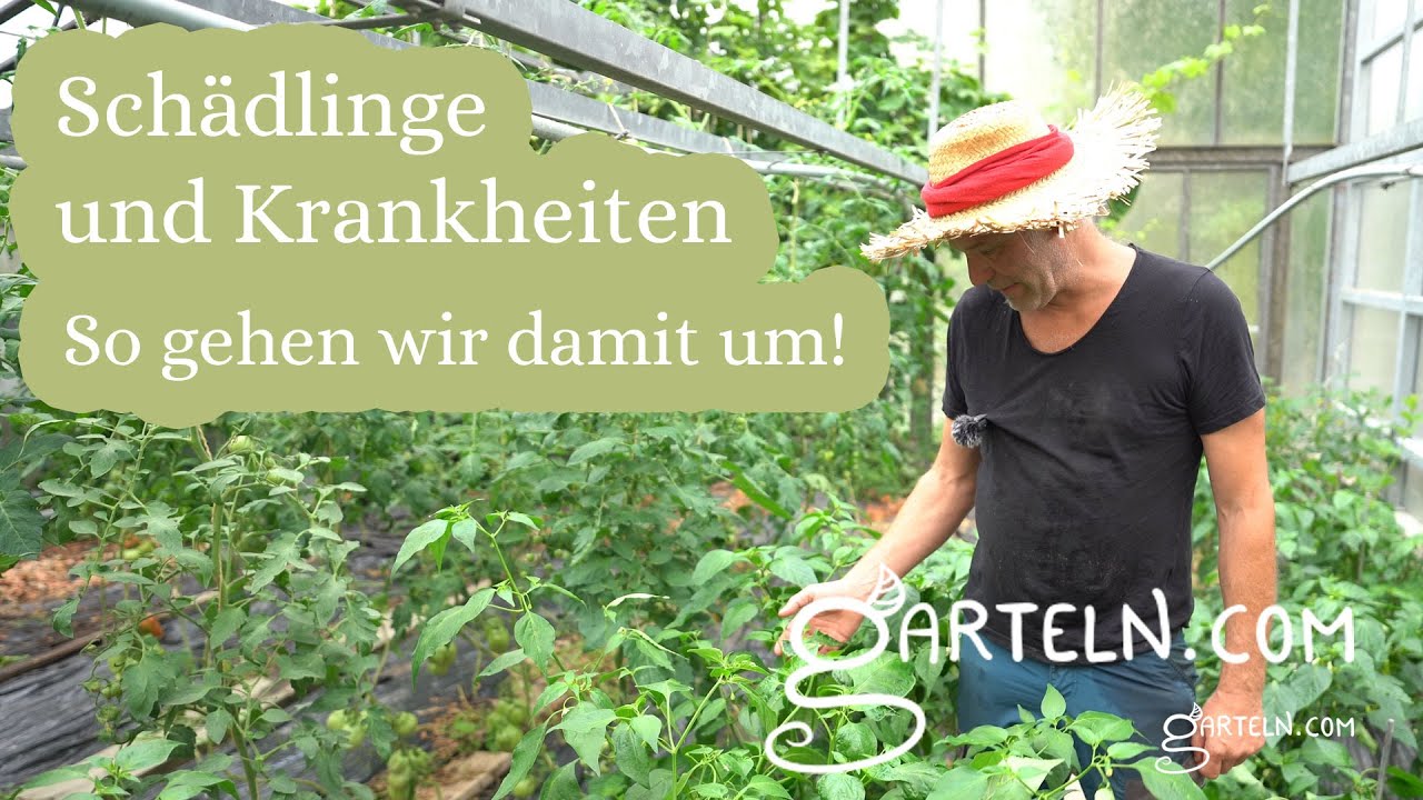 Lästige Schädlinge und Krankheiten behandeln - ohne Chemiekeule 