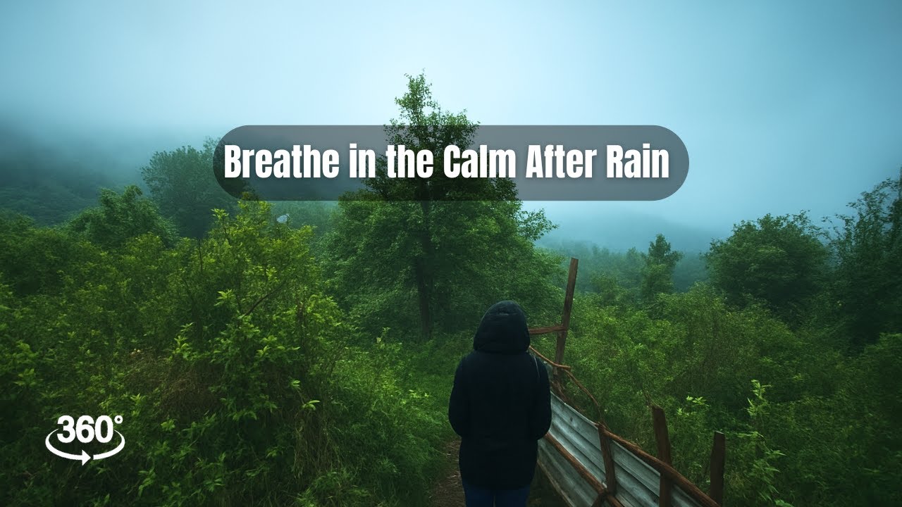360&deg; Rainy Forest Escape | Calm After the Storm 🌧️