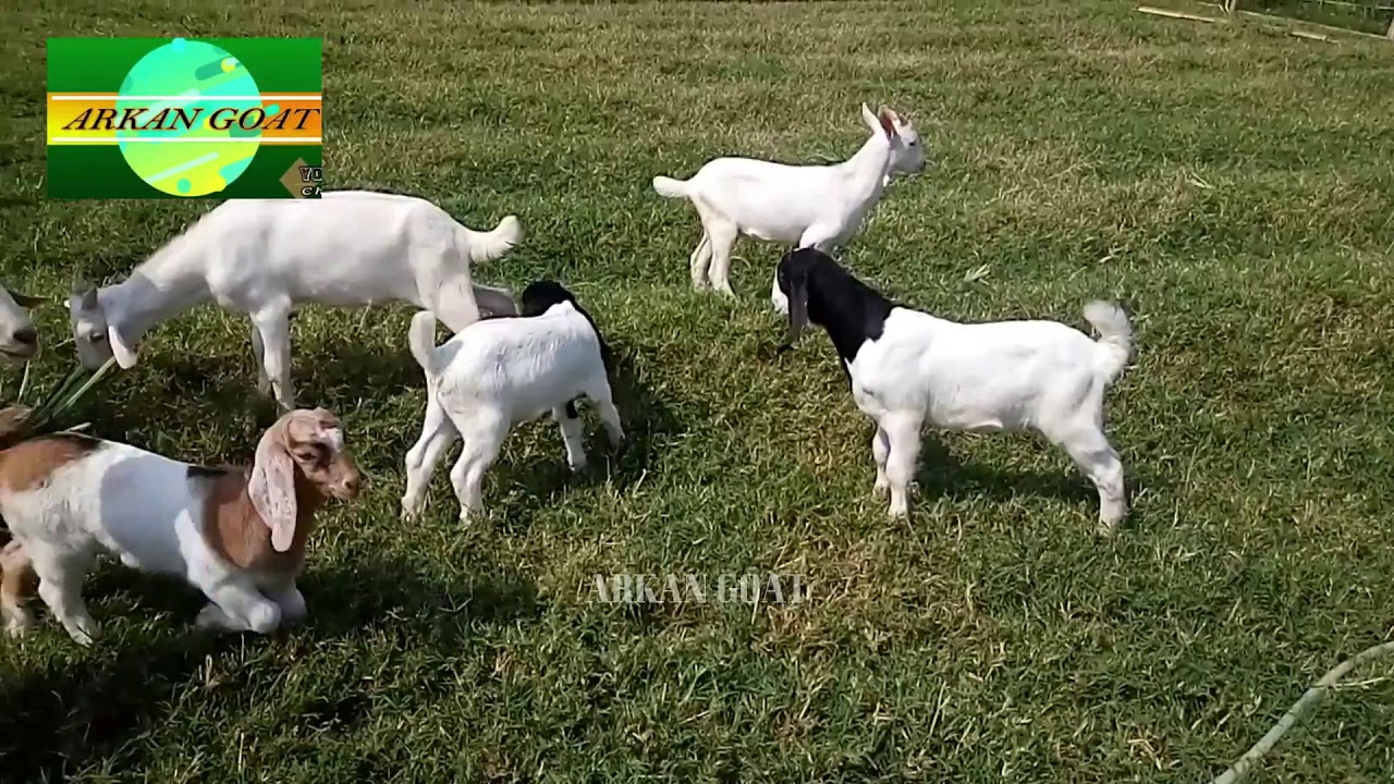 Una colecci&oacute;n de cabras de 1 mes de edad