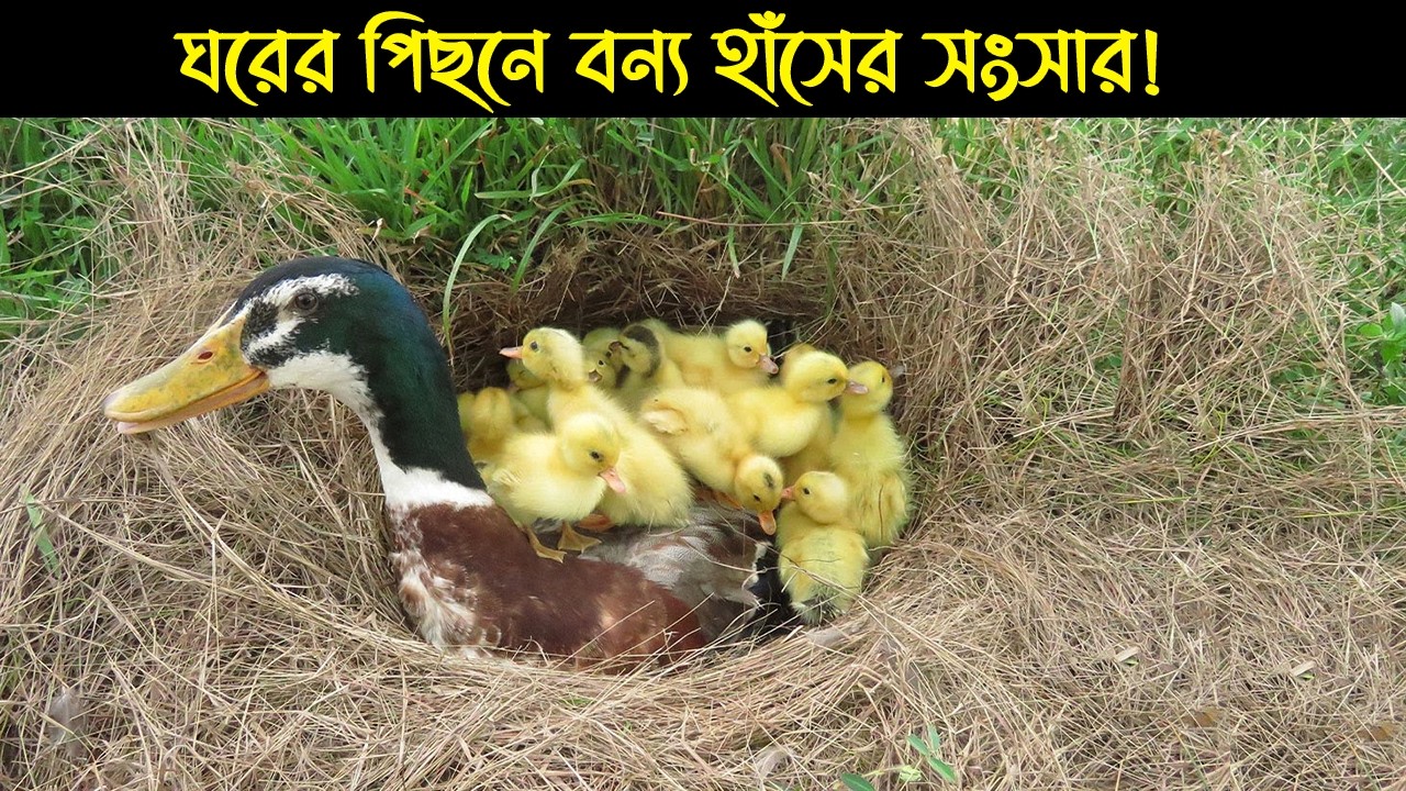 একটি বন্য পাতি হাঁসের জীবন কাহিনী | Bird Story-220 | The life story of Wild Duck | মায়াজাল | E04
