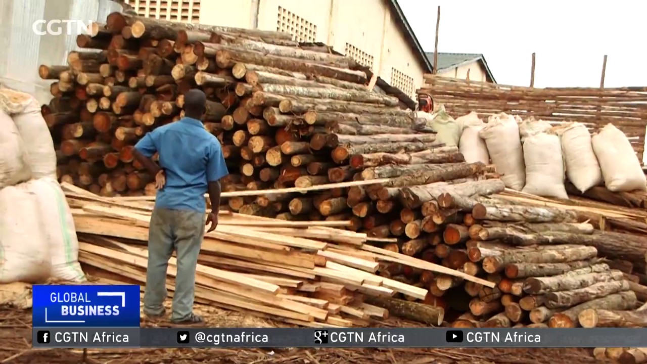 Ugandan farmers growing trees to meet construction demands