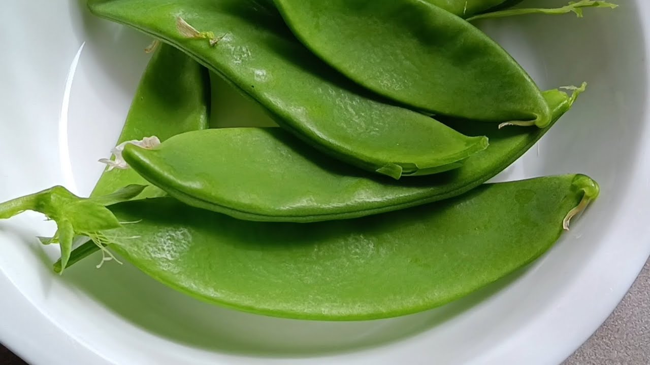 Growing bush snow peas even in winter in a small pot