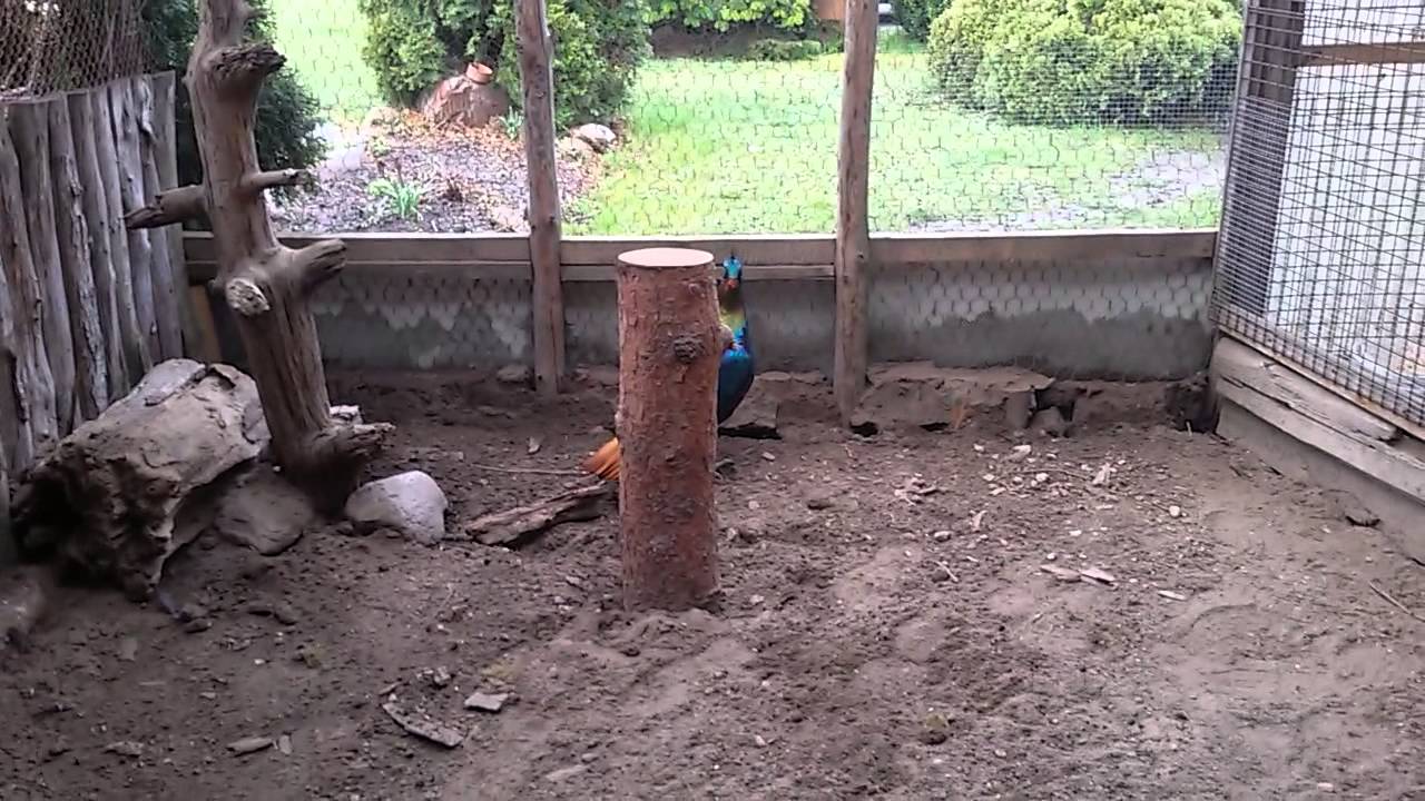 Lophophorus impeyanus-Olśniak himalajski