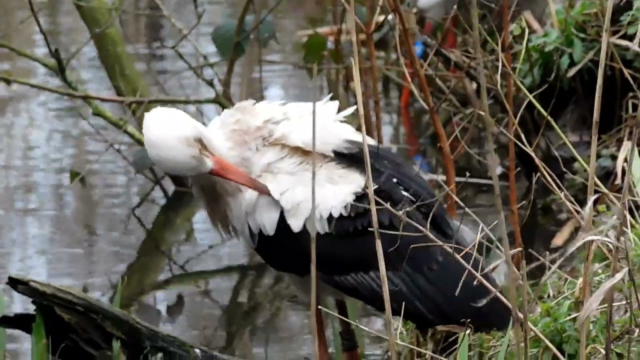 White Storks