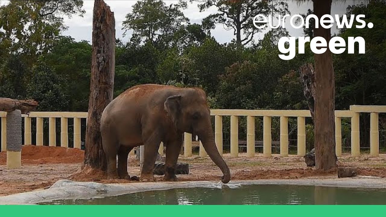 World's loneliest elephant starts a new life in sanctuary in Cambodia