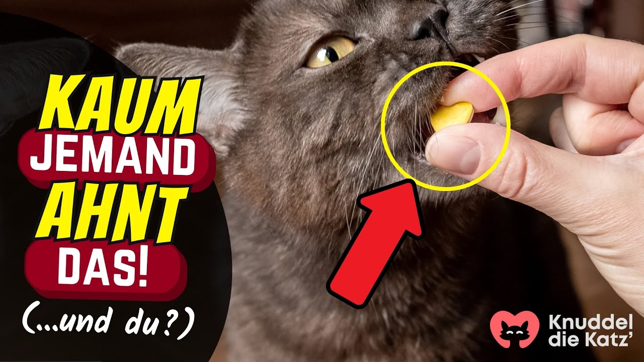 10 Lebensmittel, die deine Katze binnen Minuten t&ouml;ten 💀