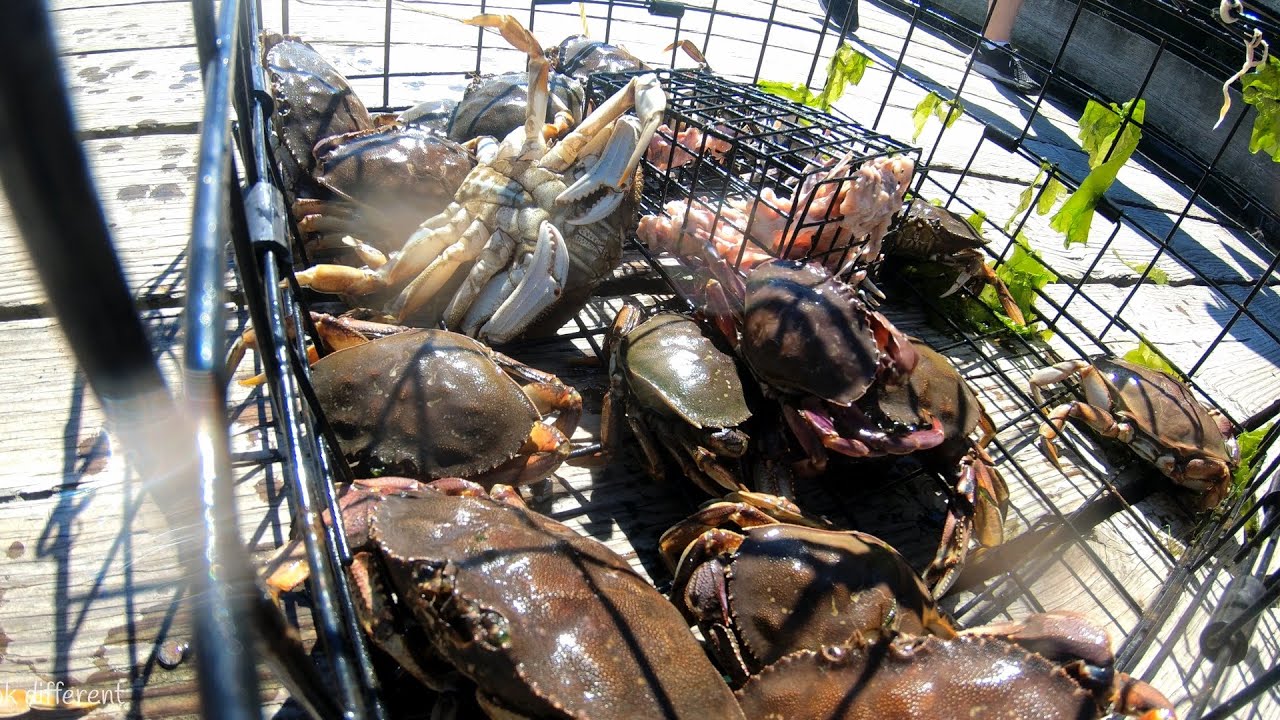 Raw chicken is the best crabbing bait [4K]