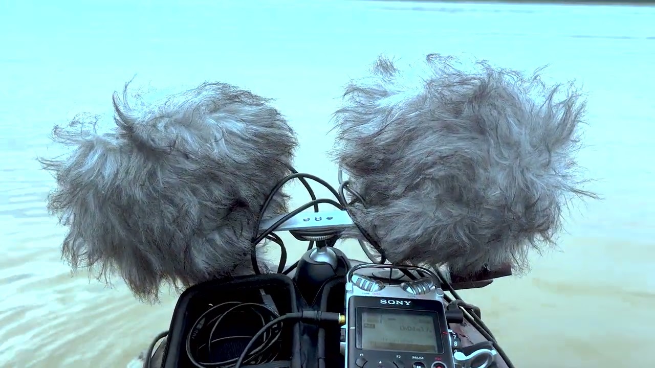 The Morning Soundscape of the Rajang River