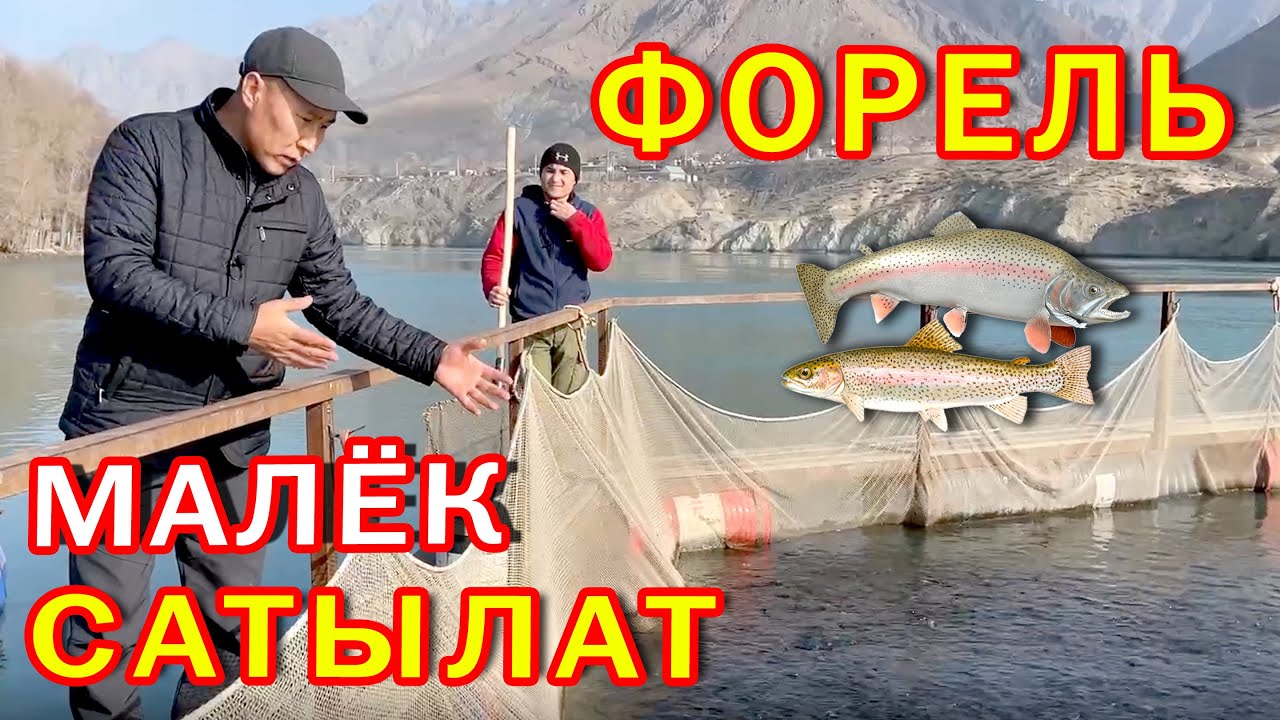 Балык чарбасында ФОРЕЛЬ МАЛЁКТОРУ сатылат