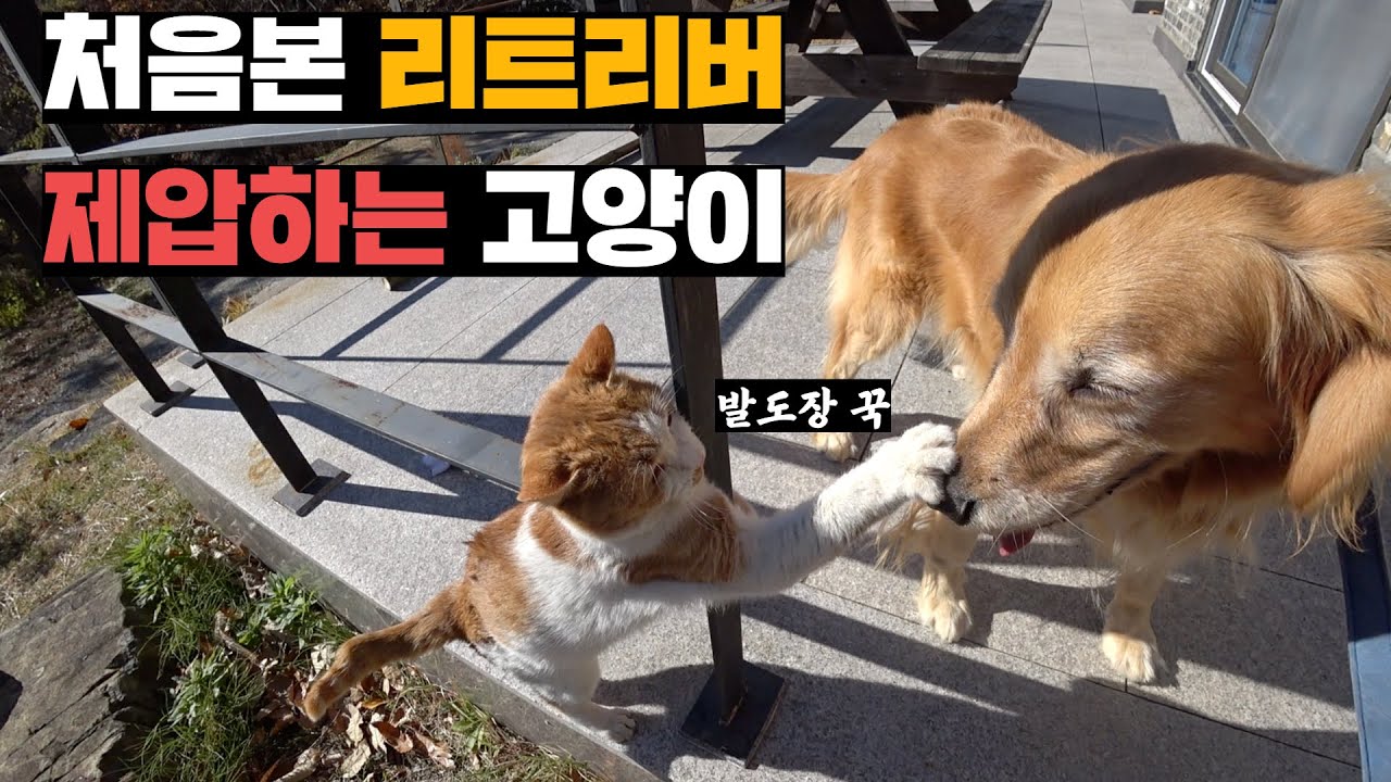 단짝친구 없어진 양봉장 산냥이한테 천방지축 리트리버 소개시켜주기