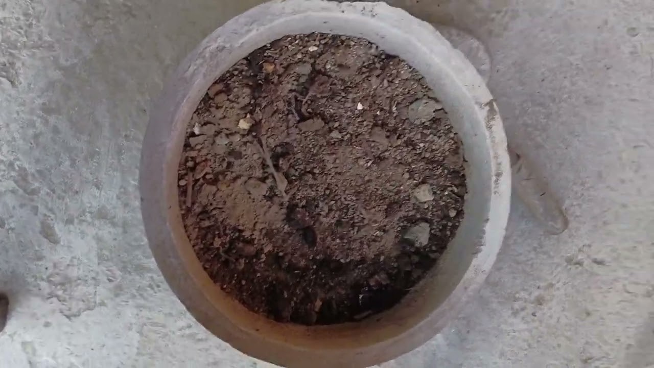 Today We Plant Tomato Plant 