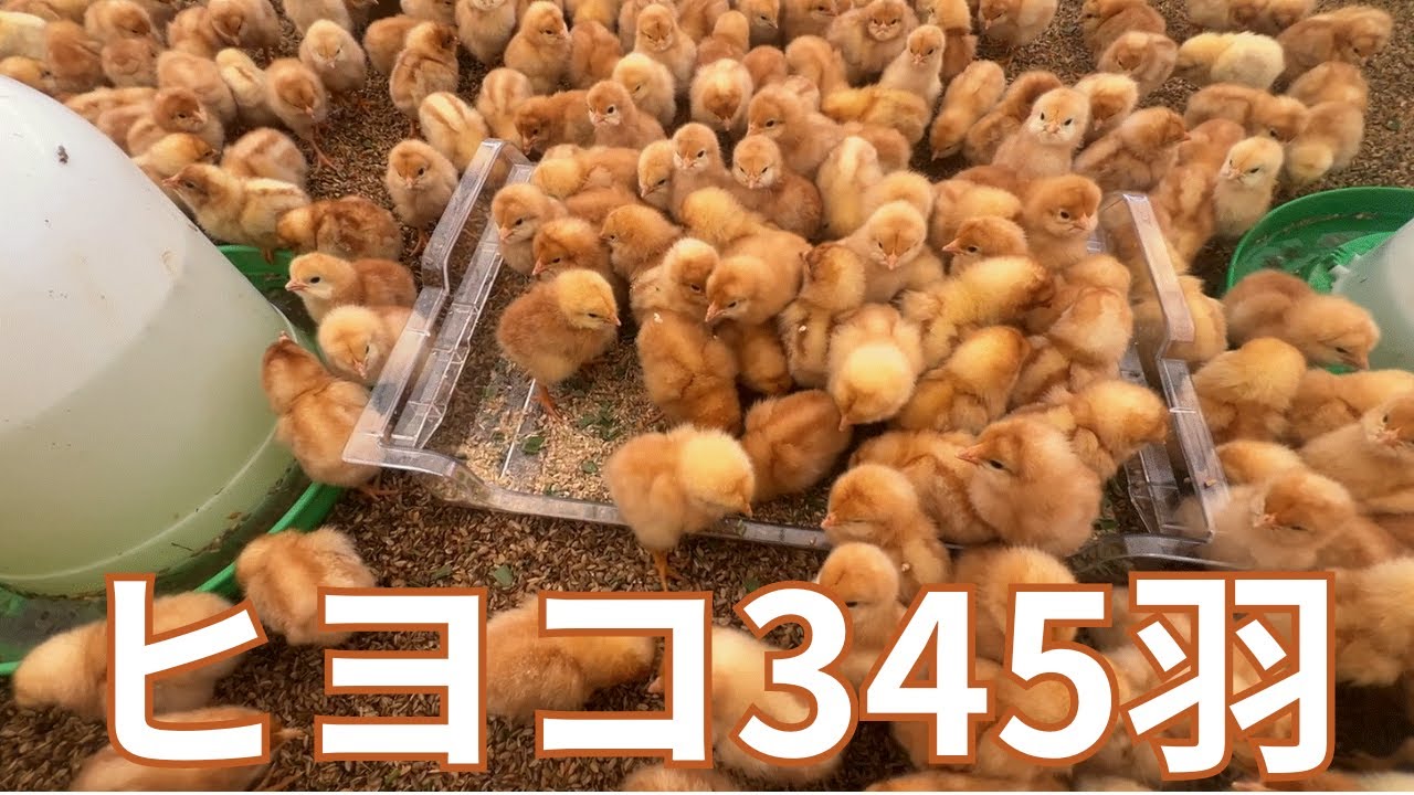 養鶏家のリアル！実際にヒヨコが届いてから鶏舎に入るまでの全工程