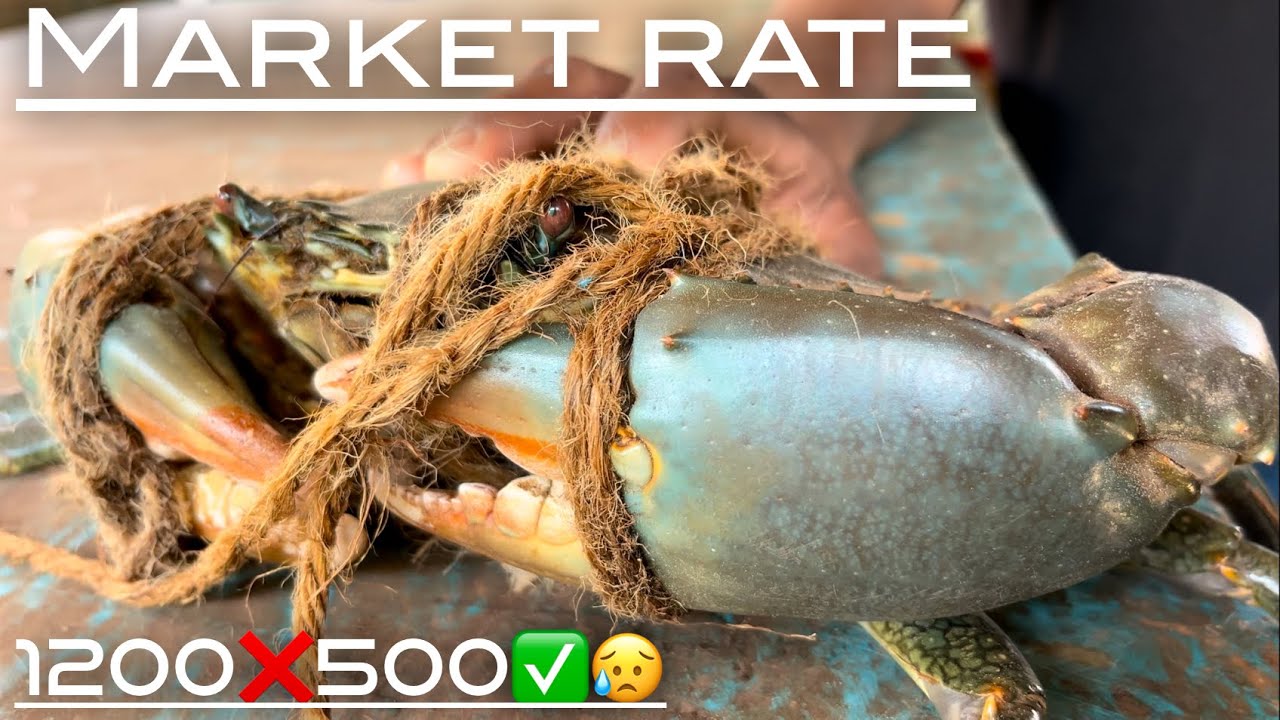 Crab rate in goa market  🦀 😢