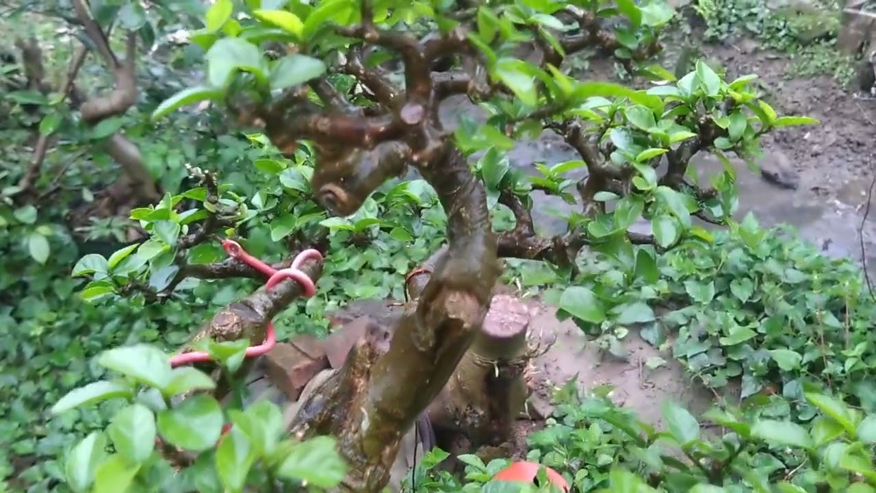 Duối hoàng Anh mộc Bonsai mini 