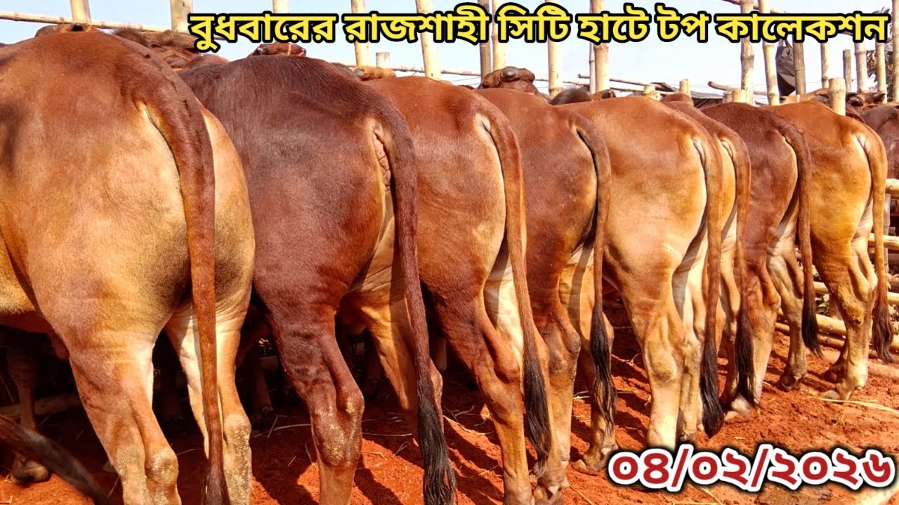 বুধবারের রাজশাহী সিটি হাটে সুপারহিট কালেকশান ।। ০৪/০২/২০২৬