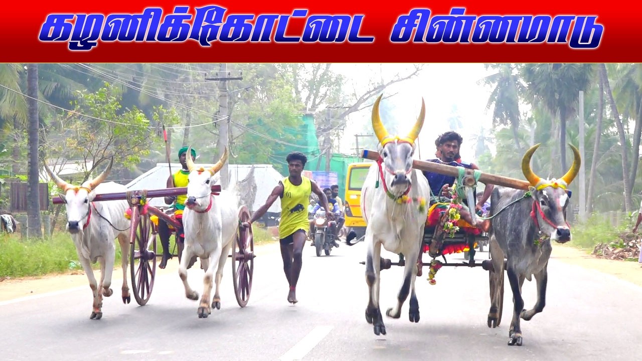 கழனிக்கோட்டை சின்னமாடு1