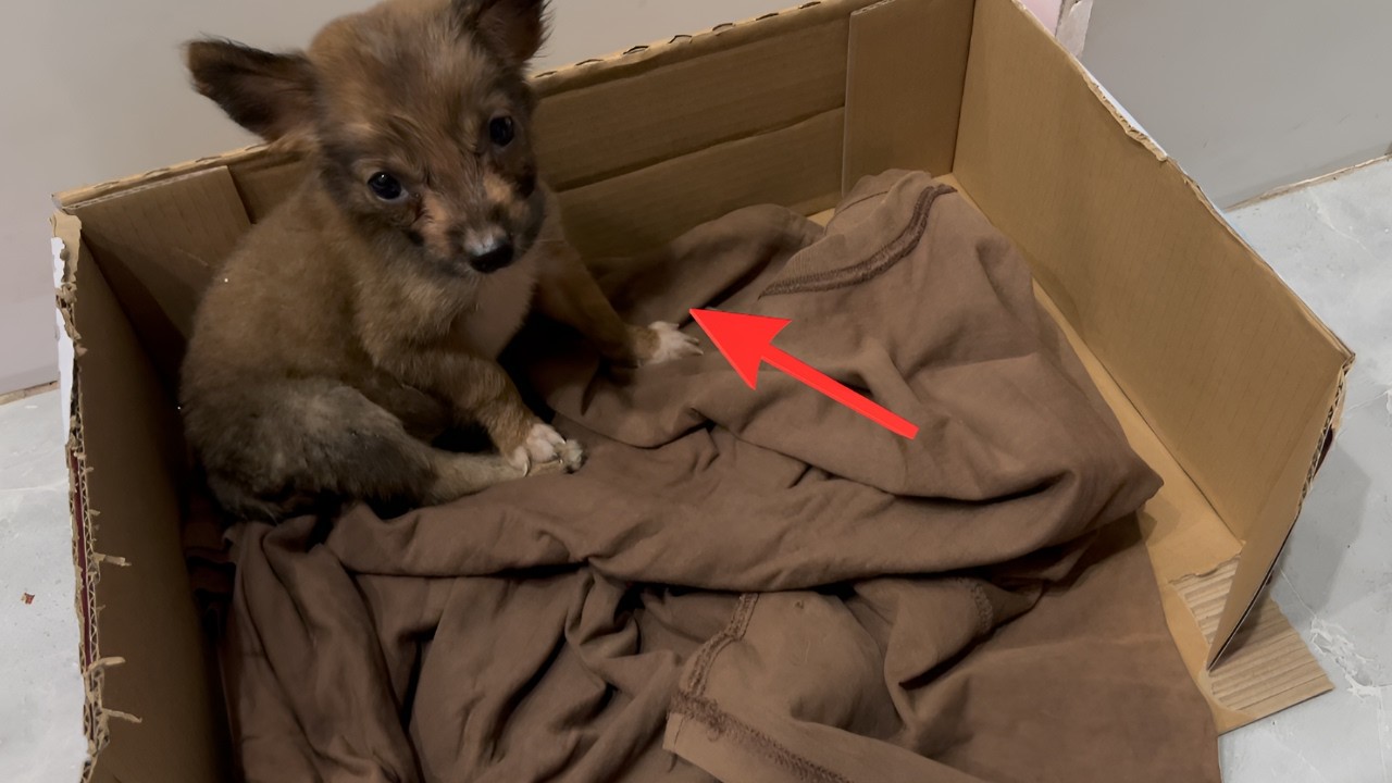 Rescuing a Scared Abandoned Puppy: From Fear to Feeling Safe Again