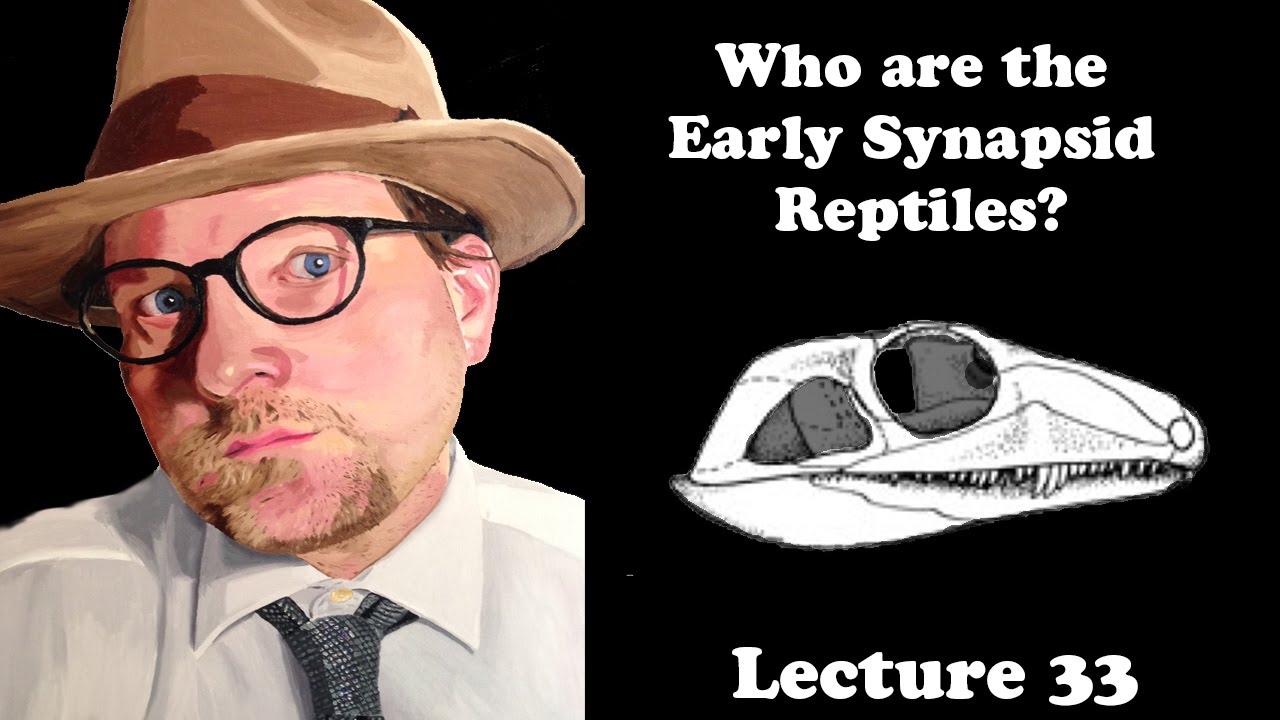Lecture 33 Who are the Early Synapsid Reptiles?