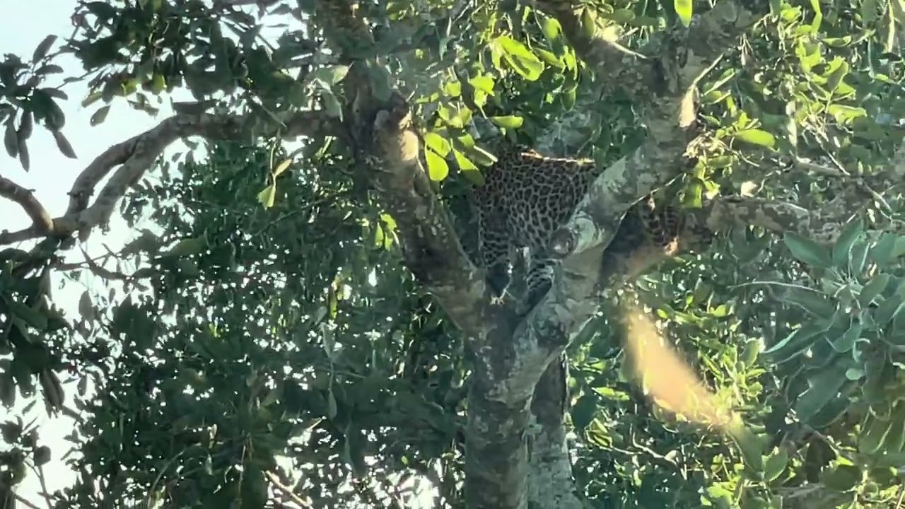 Kruger National Park Part IV. #krugernationalpark #wildlife