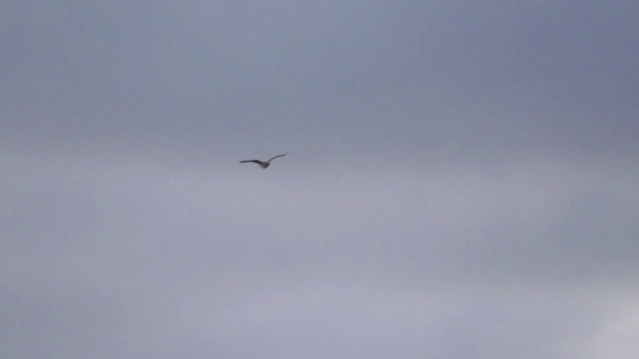 Flock of rare Short-toed Eagles visits Malta, most of them believed shot dead
